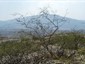 Location: Sierra Gorda, 8 km NE of Vizarron on road to Jalpan, Mexico