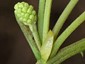 Inflorescence cluster within axil of juvenile leaf, showing narrowly oblong stipule