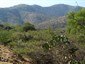 Habitat: 16 km S of Tehuitzingo, Mexico