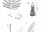 Mariosousa durangensis:  A. Leaf; B. Petiolar gland; C. Leaflet; D. Flower; E. Inflorescences; F. Fruit. A-C from J. A. S. Magallanes & E. J. Lott. 2903 (MO); D, E from R. Bye et al. 12774 (MEXU); F from P. Tenorio L. et al. 6323 (TEX); A-F illustrated by C. Wang.  (This plate was published as Figure 6 in Seigler et al. (2023), and is presented here with permission from David Seigler.)