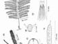 Mariosousa salazarii:  A. Leaf; B. Petiolar gland; C. Leaflet; D. Flower; E. Inflorescences; F. Fruit; G. Seed. A, F, G from M. Sousa 6934 (UC); B, C from A. Delgado S. & J. García P. 1085 (WIS); D, E from V. Jaramillo et al. F-1175 (MO); A-G illustrated by V. Severini & C. Wang.  (This plate was published as Figure 12 in Seigler et al. (2023), and is presented here with permission from David Seigler.)