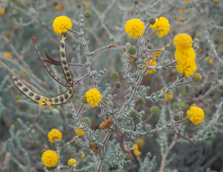 Flowering branch of Acacia adoxa var. adoxa