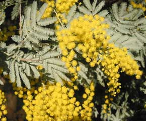 Flowers of Acacia baileyana (Cootamundra Wattle)