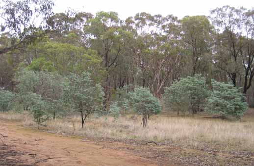 Cootamundra Wattle population in Jindalee State Forest