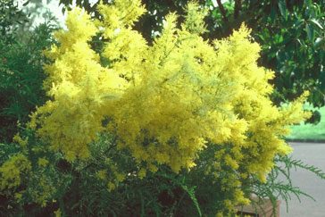 Acacia boormanii in cultivation