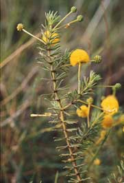 Acacia spondylophylla