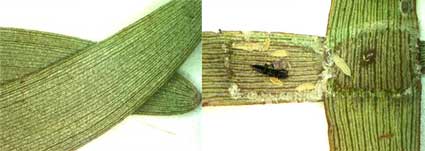 Two Acacia phyllodes glued together by a thrips to create a domicile (left). Domicile opened to expose thrips adults and larvae (right).