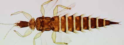 A kleptoparasitic thrips of the genus Xaniothrips that invades Acacia thrips domiciles.